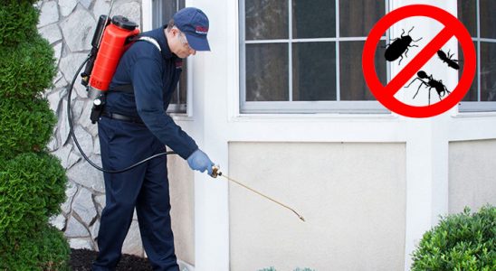 Murgul Hamam Böceği İlaçlama böcek ilaçlama ve haşere kontrolü — ilaclama-tr.com